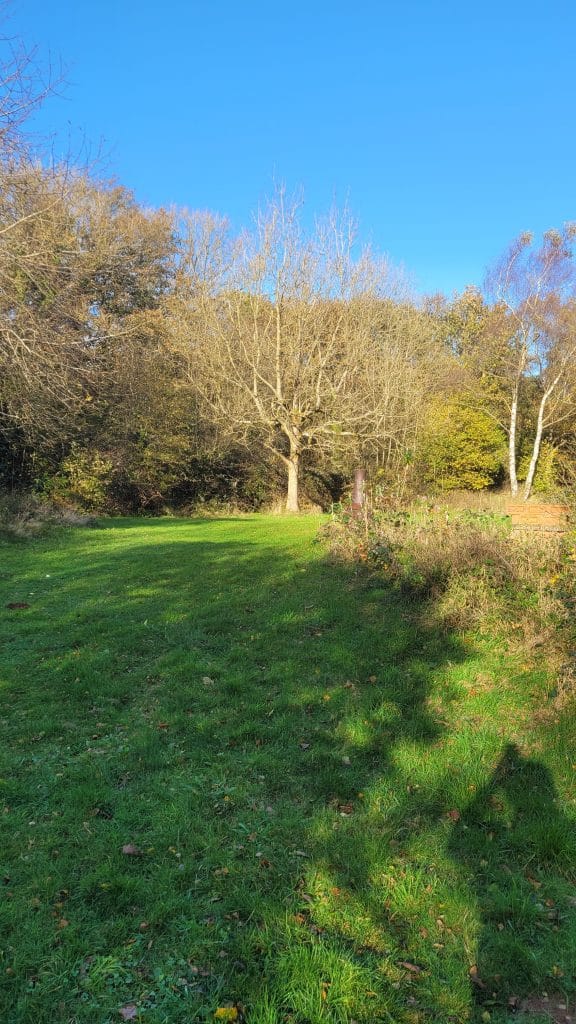 A clear path with green grass leading towards a tall, leafless tree surrounded by dense foliage under a blue sky.