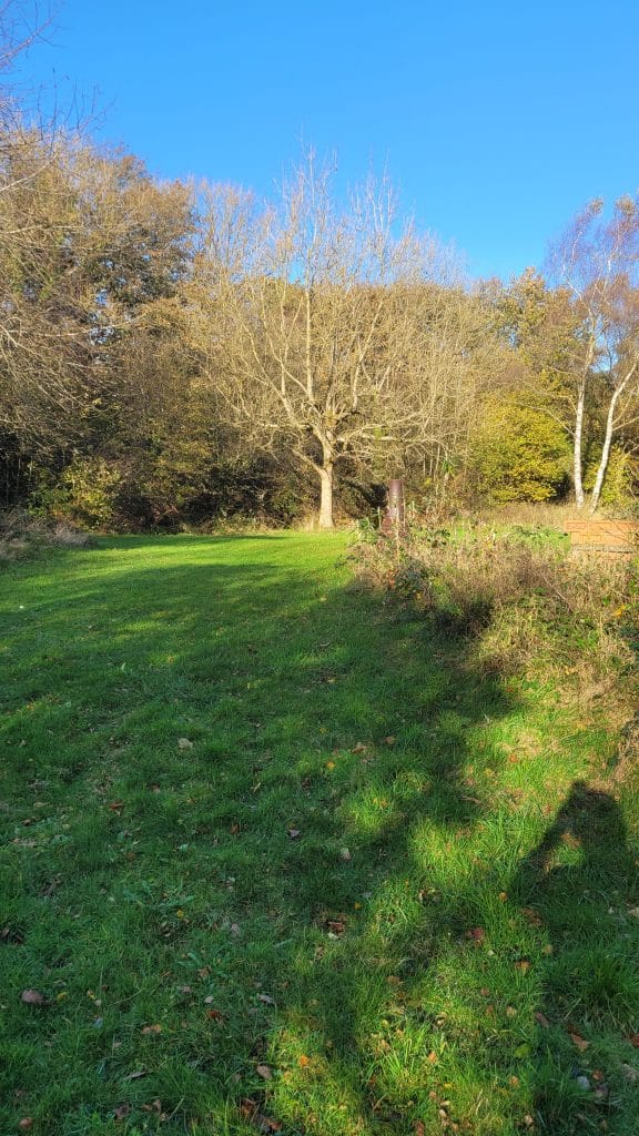 A grassy area with a solitary tree in the center, surrounded by a mix of deciduous trees and shrubs. The sky is clear blue, and sunlight casts shadows on the ground.